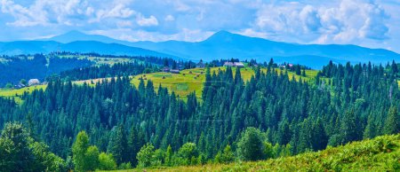 Panorama of the mountain valley with old conifer forest against the Mounts Hoverla and Petros of Chornohora Mountain Range, Carpathians, Ukraine