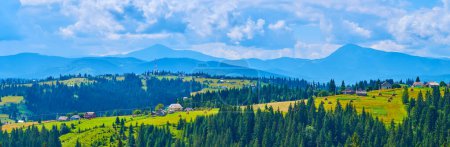 Panorama des grünen Gebirgstals mit Weiden und Nadelwäldern vor dem Chornohora-Gebirge, Karpaten, Ukraine