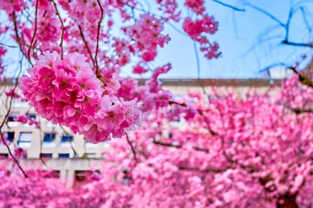 Die blühenden rosa Sakura-Bäume, schöner Frühling in Lugano, Schweiz