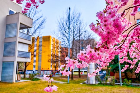 Japanische Kirsche (Sakura-Baum) in Blüte, Lugano, Schweiz