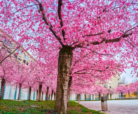 Der blühende Sakura-Baumgarten in einer Wohngegend, Lugano, Schweiz