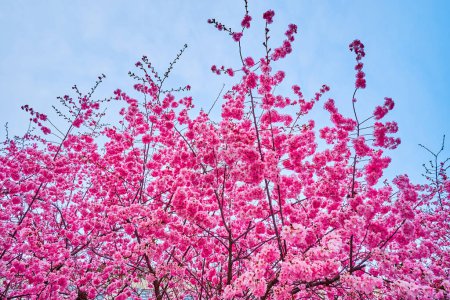 Les cerisiers japonais en fleurs dans le quartier de Lugano, Tessin, Suisse