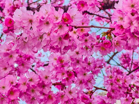 Iconic pink sakura (Japanese Cherry) flowers during spring blossom, Lugano, Switzerland