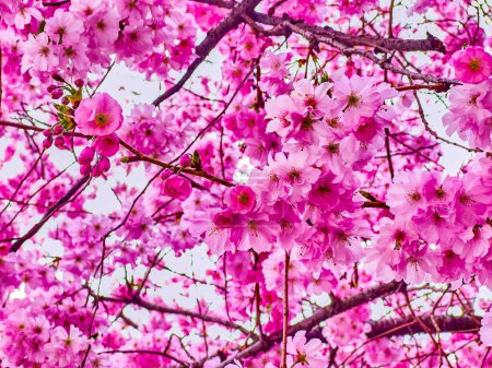 Cerisier japonais (sakura) en fleurs, Lugano, Suisse