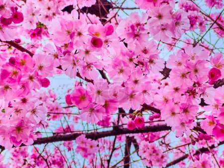 Cerisier japonais (sakura) en fleurs, Lugano, Suisse