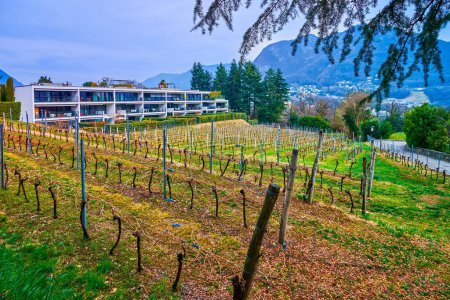 Der malerische Weinberg in Collina d 'Oro und der Monte San Salvatore im Hintergrund, Schweiz