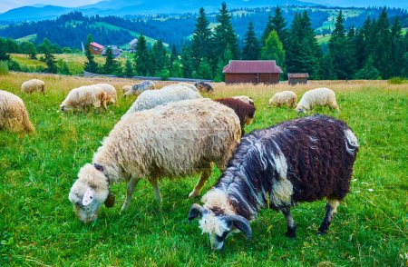 El prado de montaña verde con rebaño de ovejas pastando contra los Cárpatos, Mountain Valley Peppers, Ucrania