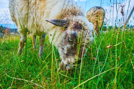El primer plano de ovejas pastando en el jugoso prado verde en Cárpatos, Yablunytsya, Mountain Valley Peppers, Ucrania