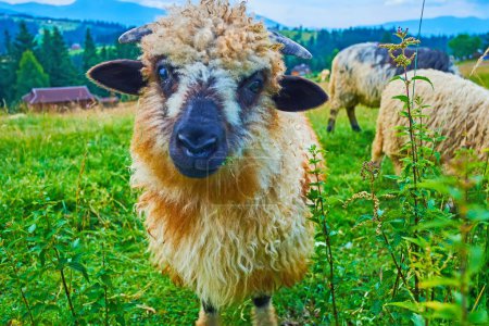 El retrato de ovejas jóvenes y hermosas en el prado verde, Mountain Valley Peppers, Ucrania