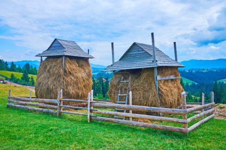 The giant haystacks in the green meadow, Mountain Valley Peppers (Polonyna Pertsi), Ukraine
