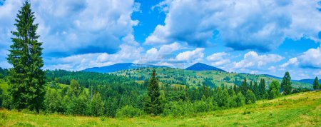 Panorama der malerischen gemähten Weide in den Bergen inmitten hoher Nadelbäume und landwirtschaftlicher Flächen, Bergtal-Paprika, Karpaten, Ukraine