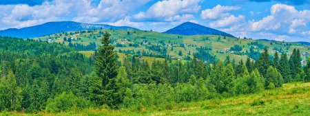 Genießen Sie die saftig grünen Wiesen, Nadelwälder und die malerische Berglandschaft der Karpaten unter blauem Himmel, Yablunytsya, Mountain Valley Peppers, Ukraine