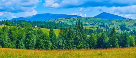 The picturesque panorama of summer mountain meadow with wildflowers and conifer forest behind it, Carpathians, Ukraine