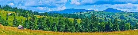 Panorama der grünen Bergwiese mit Wildblumen und hohen Nadelwäldern, Karpaten, Ukraine