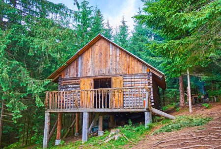 The old log stilt house of the molfar (wizard, herbal healer), located in coniferous forest, Mountain Valley Peppers, Carpathians, Ukraine