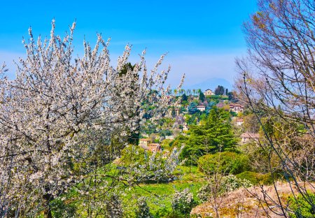 The lush blooming spring tree against the green Monte Bastia with vintage villas and green gardens, view from the top of San Vigilio Hill, Bergamo, Italy