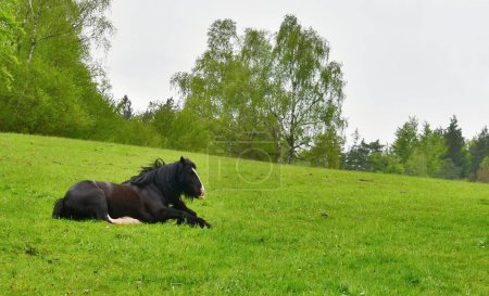 Foto de La mazorca irlandesa en el pasto. Bohemia del Sur, República Checa - Imagen libre de derechos
