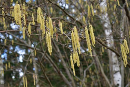 flowering common hazel at the end of winter, South Bohemia, Czech Republic