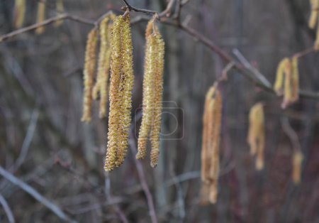 flowering common hazel at the end of winter, South Bohemia, Czech Republic