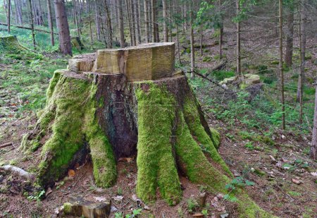 stump of a large tree felled, South Bohemia, Czech Republic