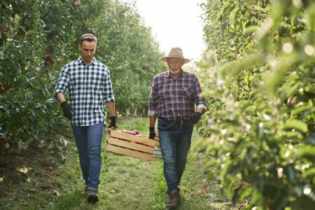 Photo for Two orchard farmers carrying a crate full of apples - Royalty Free Image