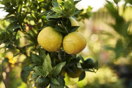 Téléchargez les photos : Détail des fruits de citron suspendus sur la branche de la brousse - en image libre de droit