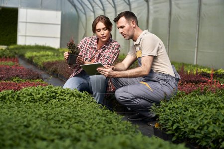 Foto de Dos botánicos caucásicos de pie en el invernadero y usando tableta digital - Imagen libre de derechos
