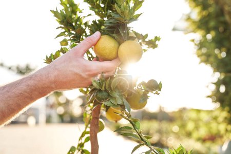 Téléchargez les photos : Collecte manuelle des fruits de citron de l'arbre - en image libre de droit