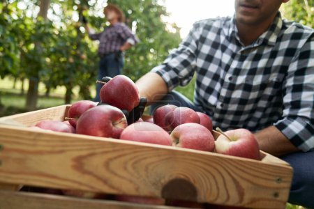 Téléchargez les photos : Fermier vérifiant les pommes dans la boîte en bois - en image libre de droit