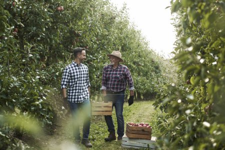 Photo for Two orchard farmers carrying a crate full of apples - Royalty Free Image