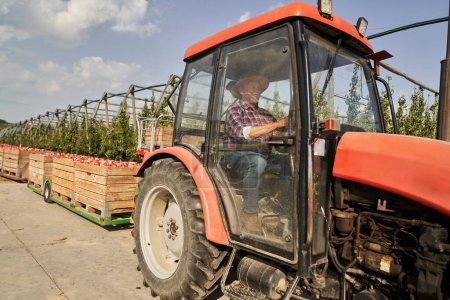 Téléchargez les photos : Fermier âgé conduisant un tracteur dans un verger de pommiers - en image libre de droit
