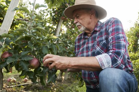 Téléchargez les photos : Homme âgé cueillant des pommes dans le verger - en image libre de droit