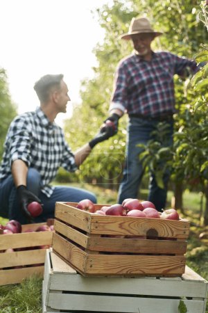 Téléchargez les photos : Deux agriculteurs cueillant des pommes dans l'arbre - en image libre de droit