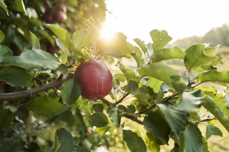 Téléchargez les photos : Détail de pomme suspendue sur la branche - en image libre de droit