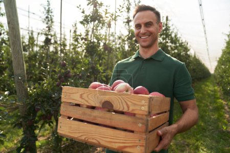 Foto de Retrato del representante de ventas con una caja llena de manzanas - Imagen libre de derechos