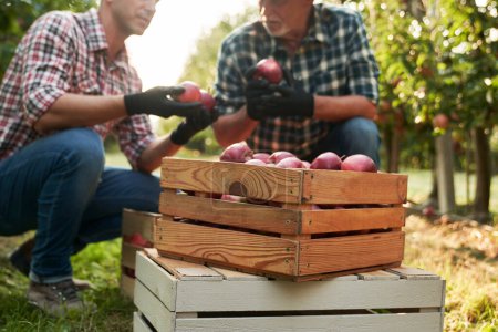 Foto de Agricultores revisando manzanas en la caja de madera - Imagen libre de derechos