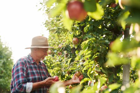Téléchargez les photos : Homme âgé cueillant des pommes dans le verger - en image libre de droit