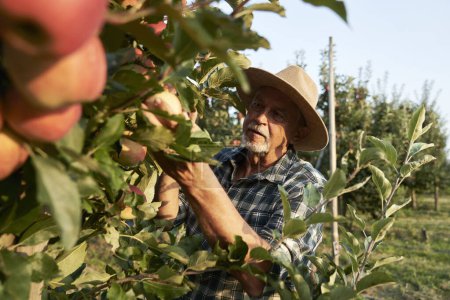 Foto de Hombre mayor recogiendo manzanas en el huerto - Imagen libre de derechos