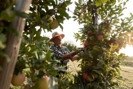 Wide shot of senior farmer picking apples in the orchard