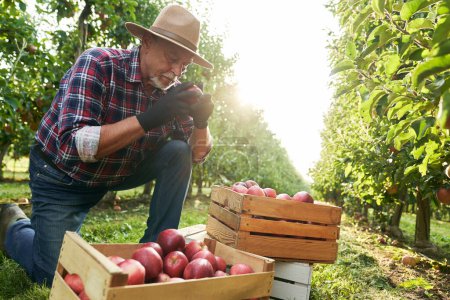 Téléchargez les photos : Fermier senior vérifiant les pommes dans la boîte en bois - en image libre de droit