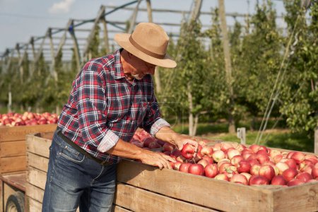 Téléchargez les photos : Homme âgé debout à côté d'une grande boîte pleine de pommes - en image libre de droit