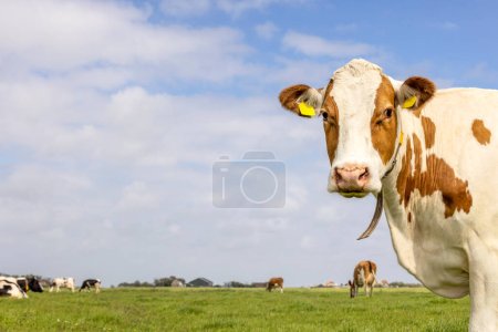 Foto de Retrato de vaca de un hermoso bovino rojo, blanco resplandor, nariz rosada y amable y tranquilo mirando al lado derecho, la cabeza a la vuelta de la esquina - Imagen libre de derechos