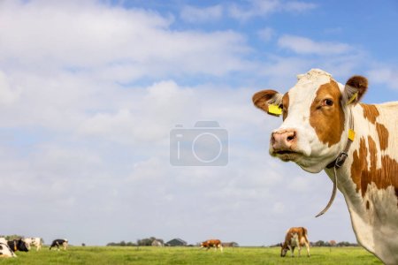 Foto de Vaca linda mirando al lado derecho, cabeza a la vuelta de la esquina, un cielo azul, nariz rosa y expresión amistosa y tranquila - Imagen libre de derechos