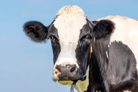 Foto de Big cow head, black and white looking friendly, portrait of a mature and calm bovine - Imagen libre de derechos