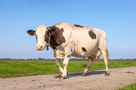 Photo for Brown and white cow walking anxious on a path to the milking robot, passing the pasture under a blue sk - Royalty Free Image