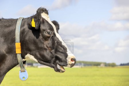 Foto de Chewing cow, laughing with mouth open showing teeth and gums while chewing, the head of a black and white bovine - Imagen libre de derechos