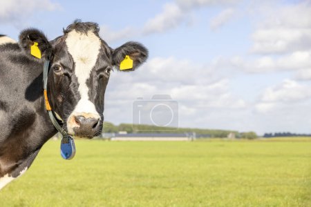 Foto de Cow looking at left side, head around the corner, a blue sky, head looking at camera, standing , black and white - Imagen libre de derechos