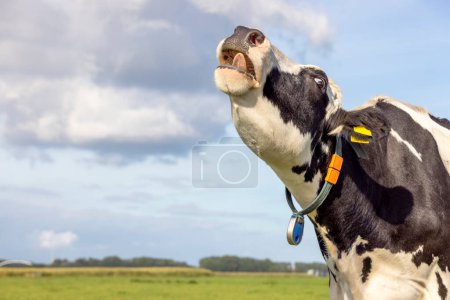 Photo for Wailing cow, mooing black and white, heckling in a field, right side head uplifted, blue sky - Royalty Free Image
