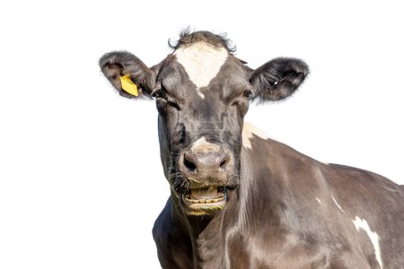 Foto de Cow isolated on white, black and white cute looking happy, mooing  head heckling, face mouth open - Imagen libre de derechos
