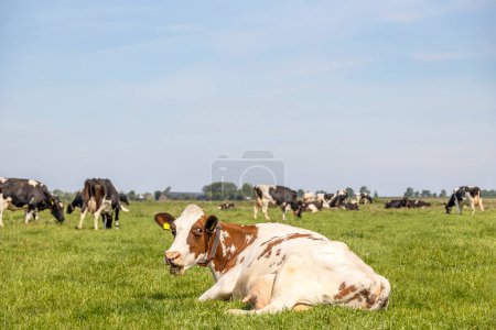Photo for Mooing cow lying comfotable, red and white looking, pink nose, heckling, blue sky, mouth open - Royalty Free Image